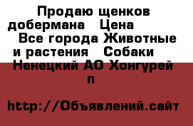 Продаю щенков добермана › Цена ­ 45 000 - Все города Животные и растения » Собаки   . Ненецкий АО,Хонгурей п.